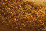 Extreme Closeup of a Seeded Italian Bread Loaf
