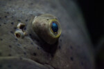 Eye of a Goliath Grouper Close-Up