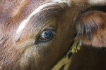 Eye of a Texas Longhorn at the Florida State Fairgrounds