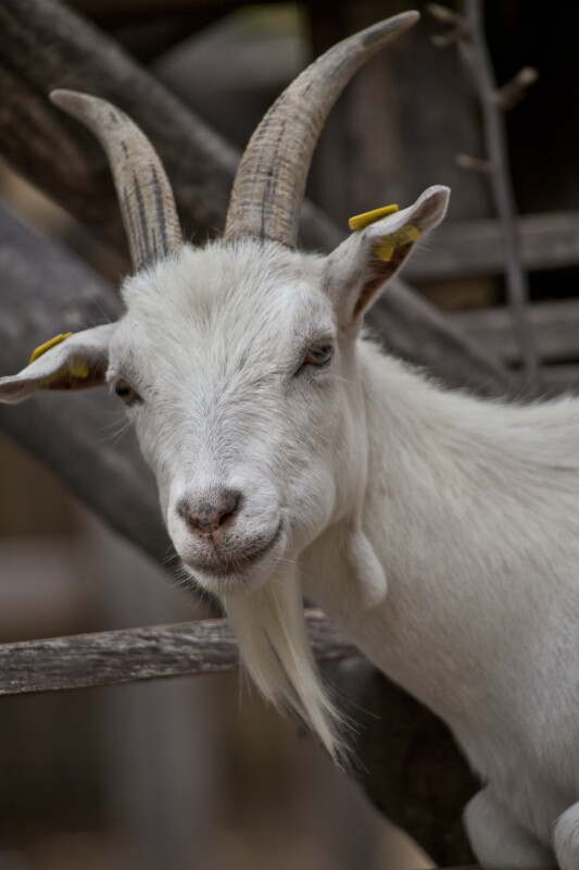Face of a White Goat