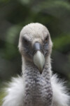 Face of Griffon Vulture