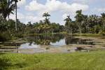 Fairchild Botanical Gardens Lake