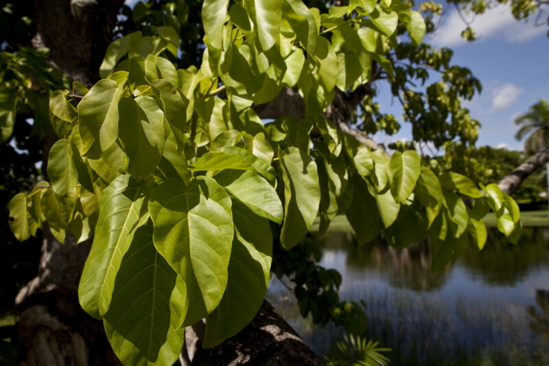 Fairchild's Sterculia Leaves