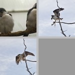Falcons photographs