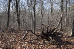 Fall at Boyce Park