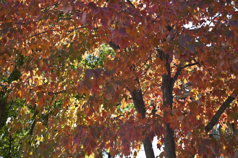 Fall Foliage in Memphis