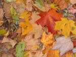 Fallen Autumn Leaves