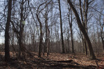 Fallen Branches, Fallen Leaves, and Bare Trees at Boyce Park