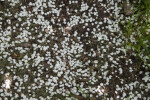 Fallen Flowers of a Glossy Hawthorn Tree