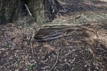 Fallen Giant Gum Tree Bark