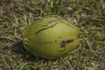 Fallen, Green Coconut at Biscayne National Park