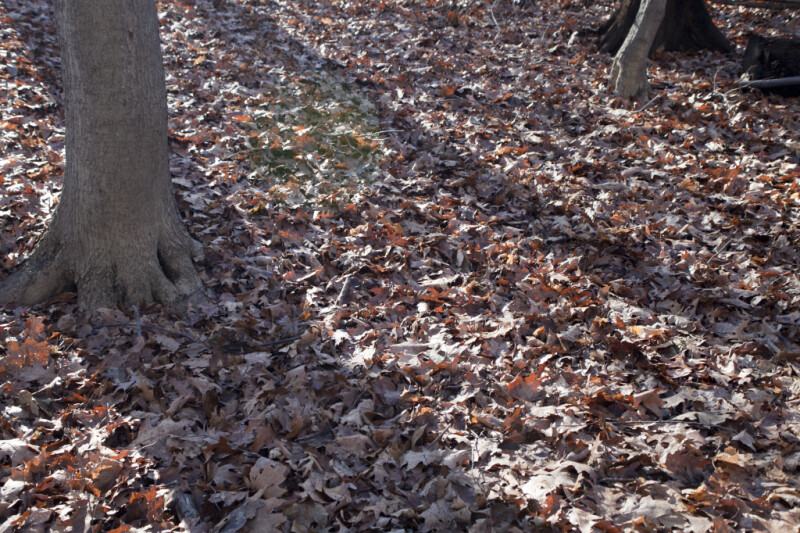 Fallen Leaves Covering the Ground at Boyce Park