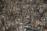Fallen Leaves Dispersed Through Mangrove Pneumatophores