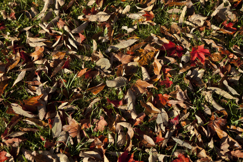 Fallen Leaves During Autumn at Boyce Park