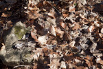 Fallen Leaves Near a Rock at Boyce Park