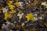 Fallen Leaves of a Chinese Tulip Tree