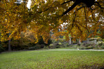 Fallen Leaves of Copper Beech