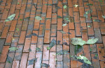 Fallen Leaves on Wet Bricks at the Kanapaha Botanical Gardens