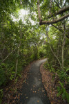 Fallen Leaves Swept to Side of Gumbo Limbo Trail