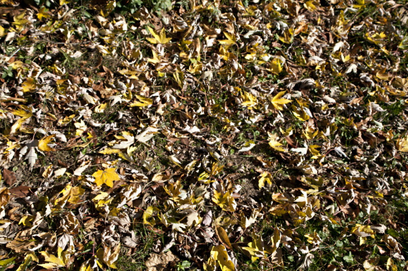 Fallen Leaves with Yellow and Brown Colors
