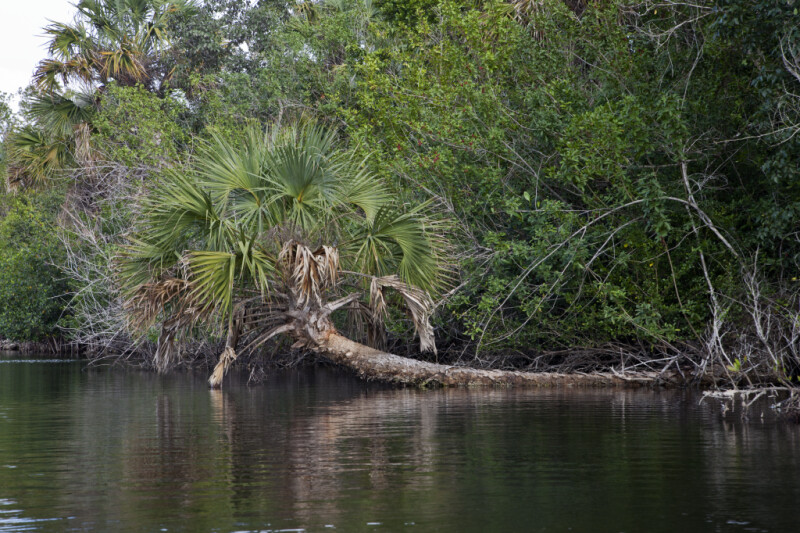 Fallen Palm Tree Along Halfway Creek in Everglades National Park
