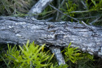 Fallen Tree