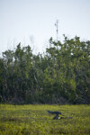 Fallen Tree on Coastal Prairie