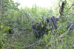 Fallen Tree Roots