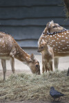 Fawn Axis Deer Standing near Adult at the Artis Royal Zoo