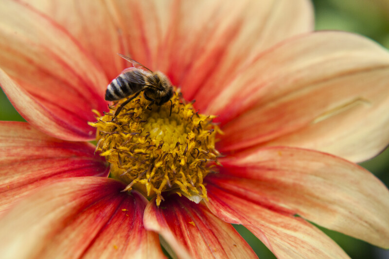 "Fee" Hybrid Dahlia with Bee