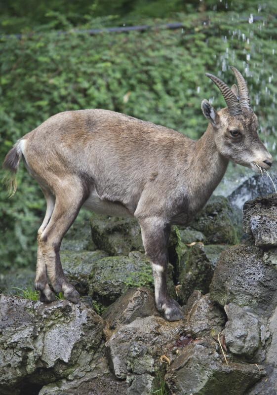 Female Alpine Ibex Standing on Pile of Rocks