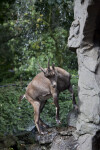 Female Alpine Ibex Stepping Down from Rock
