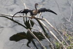 Female Anhinga Perched on a Branch