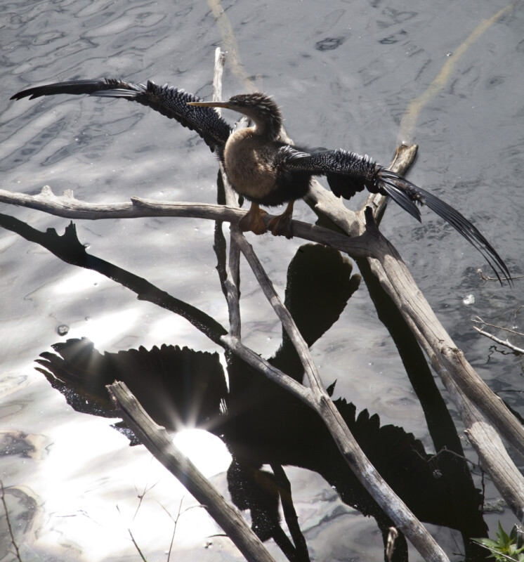 Female Anhinga with its Wings Spread