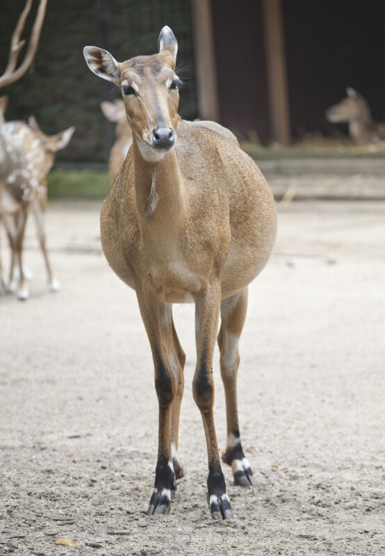 Female Antelope Standing in Dirt at the Artis Royal Zoo