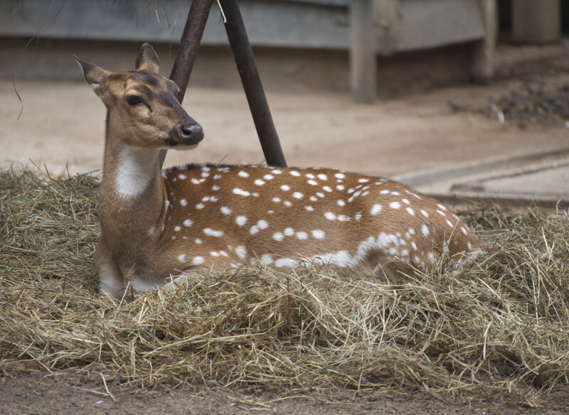 Female Axis Deer Resting in Hay at the Artis Royal Zoo