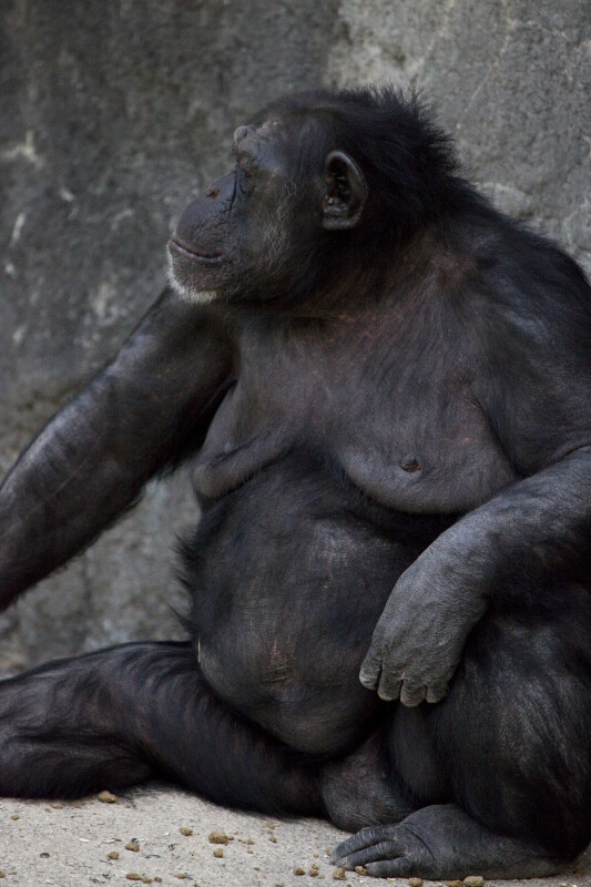 Female Chimpanzee Close-Up
