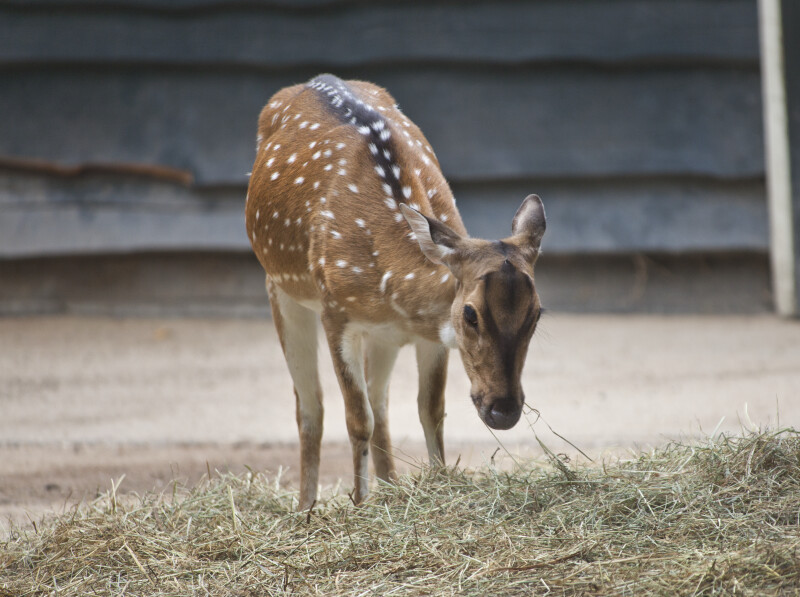 Female Chital Standing in Hay at the Artis Royal Zoo