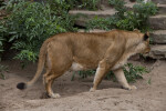 Female Lion Walking Through Enclosure at the Artis Royal Zoo