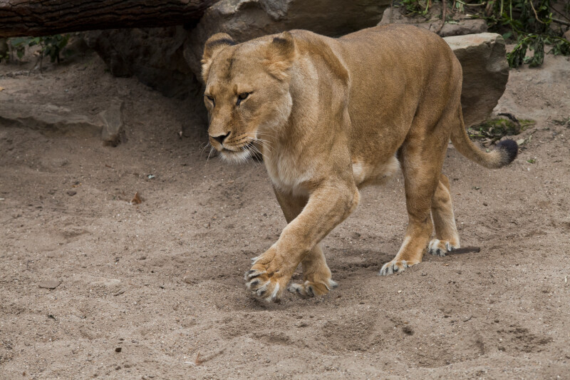 Female Lion Walking Through Sandy Enclosure