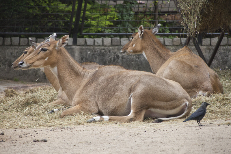 Female Nilgais Resting in Hay at the Artis Royal Zoo