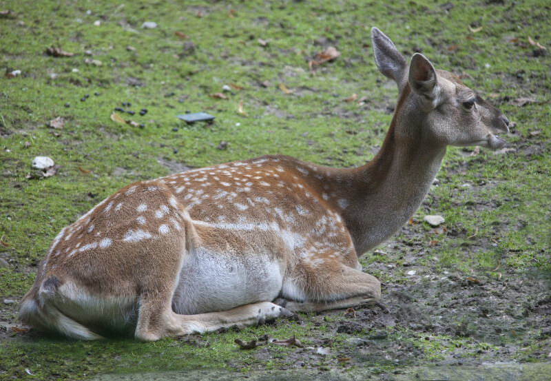 Female Persian Fallow Deer Lying Down
