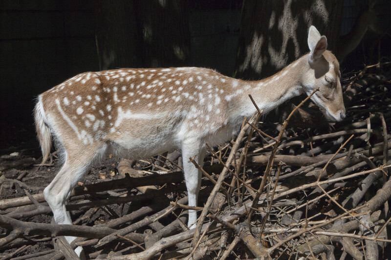 Female Persian Fallow Deer Standing