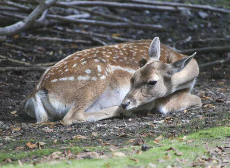Female Persian Fallow Deer With Head Turned