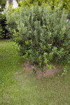 Feijoa Bush