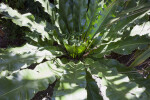 Fern (Asplenium nidus)