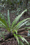 Fern at Long Pine Key of Everglades National Park