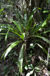 Fern at Long Pine Key