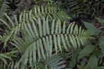 Fern Branches Amongst Other Vegetation