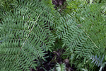 Fern Branches Pictured Along the Big Cypress Bend Boardwalk